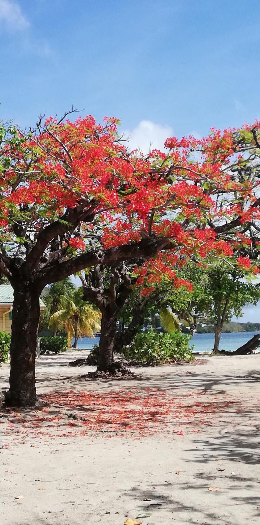 Bigouz Residence La Plage De L'Anse Caritan Sainte-Anne Exterior photo